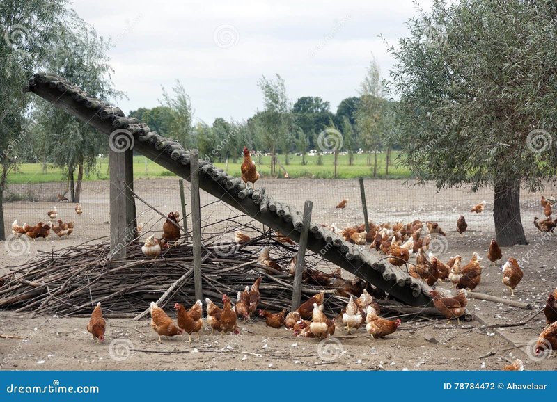 Chicken road gokkast, chicken road nederland