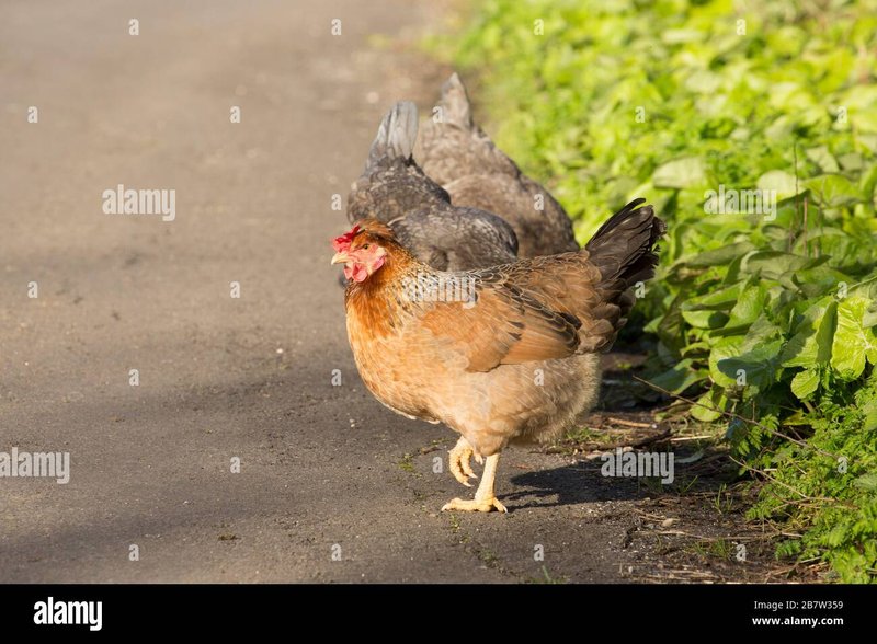 Ontdek het spannende Chicken Road Gokspel in Nederland met demo en online in Netherlands